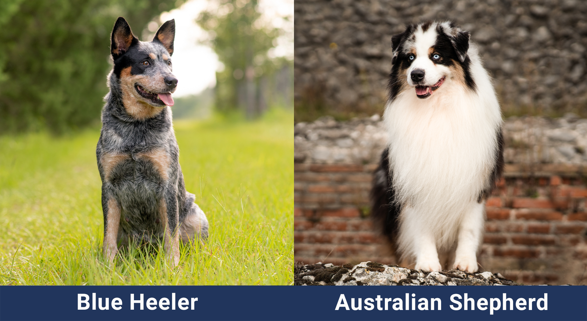 Blue Heeler vs. Australian Shepherd Side By Side
