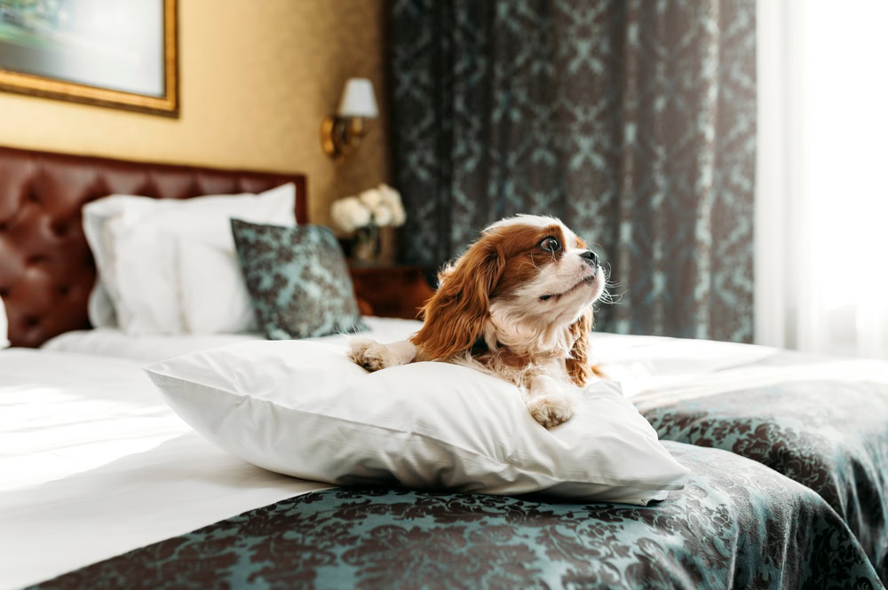 Cavalier King Charles Spaniel dog indoors resting in the bed