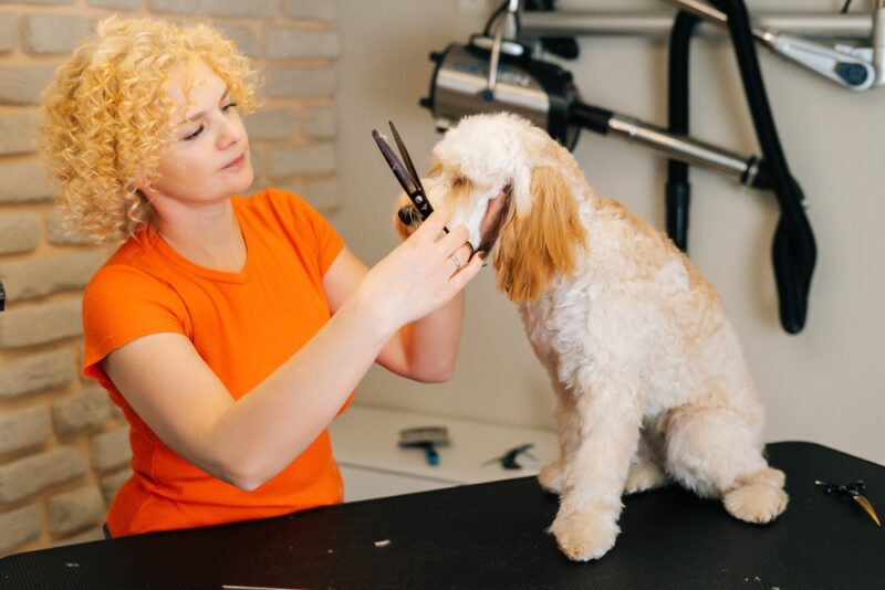 Labradoodle Grooming