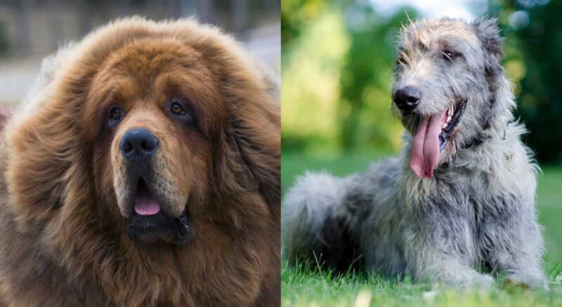 Tibetan Wolfhound