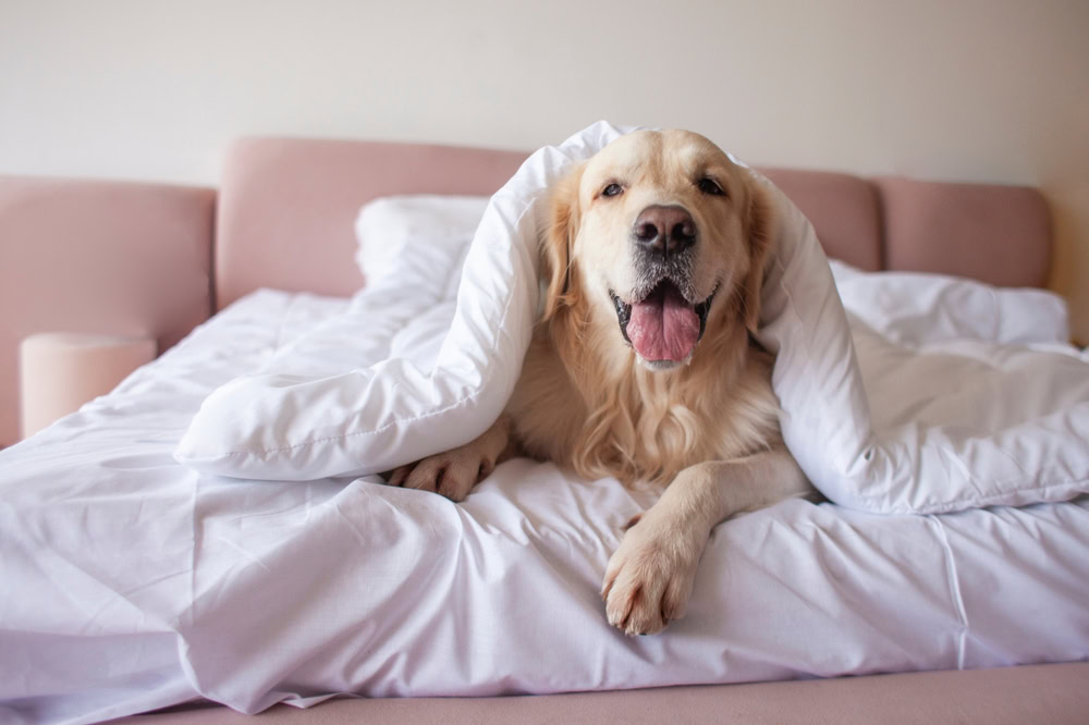 dog lies on bed under blanket with his tongue hanging out