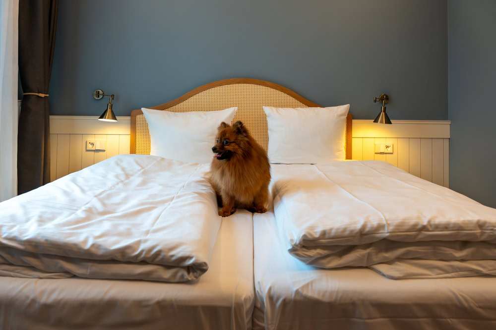 dog resting on the bed of a hotel room