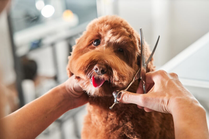 labradoodle grooming Scissor