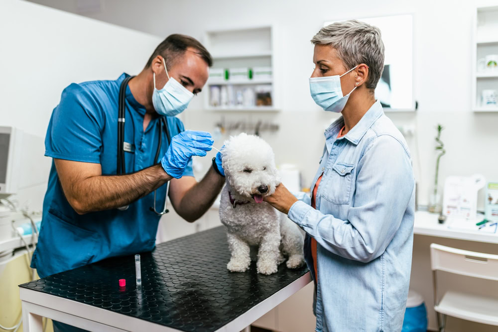 bichon frise at vet