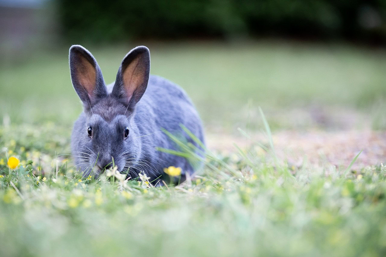 wild rabbit eating grass
