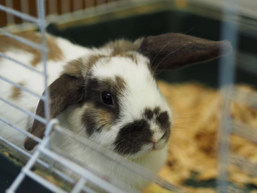 rabbits in a cage