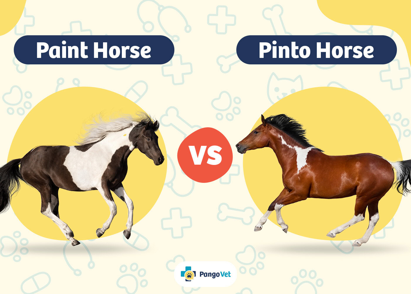 PangoVet_Paint Horse vs Pinto Horse