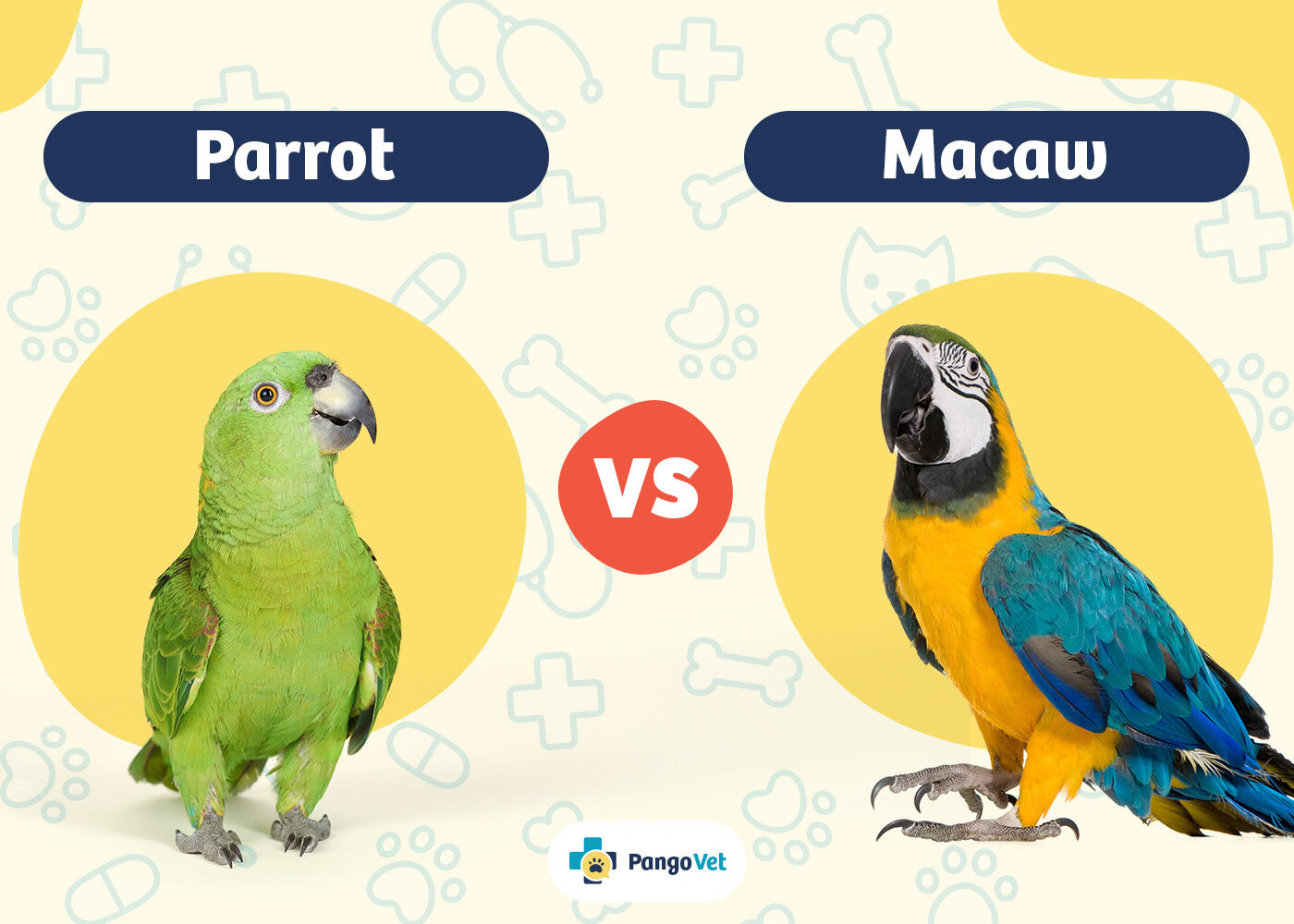 PangoVet_Parrot vs Macaw