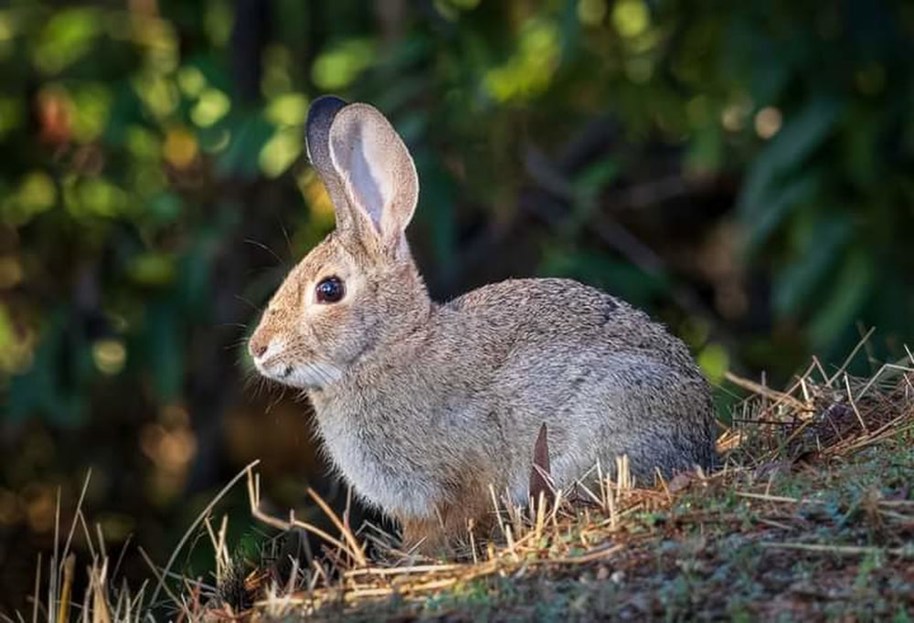 Riverine-rabbit
