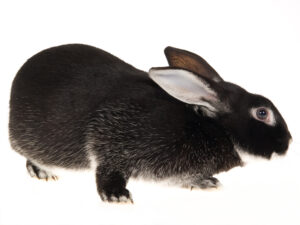 Silver-fox-domesticated-rabbit-on-white-background