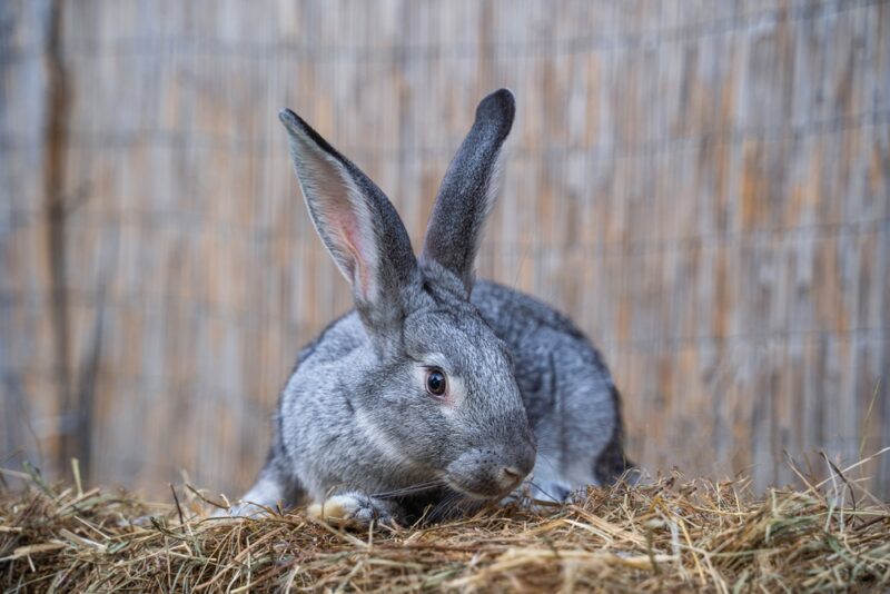 Soviet-Chinchilla-rabbit