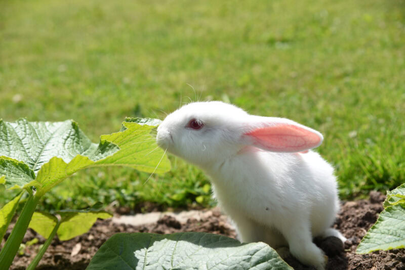 white rabbit eating zucchini leaves in the garden
