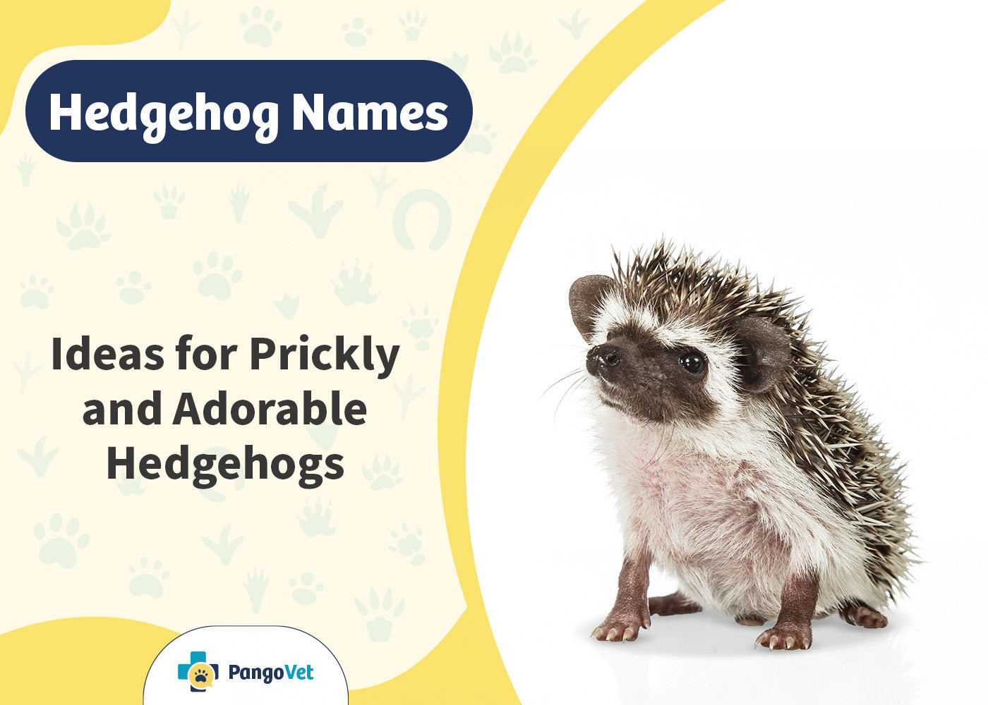 PangoVet_Hedgehog Names