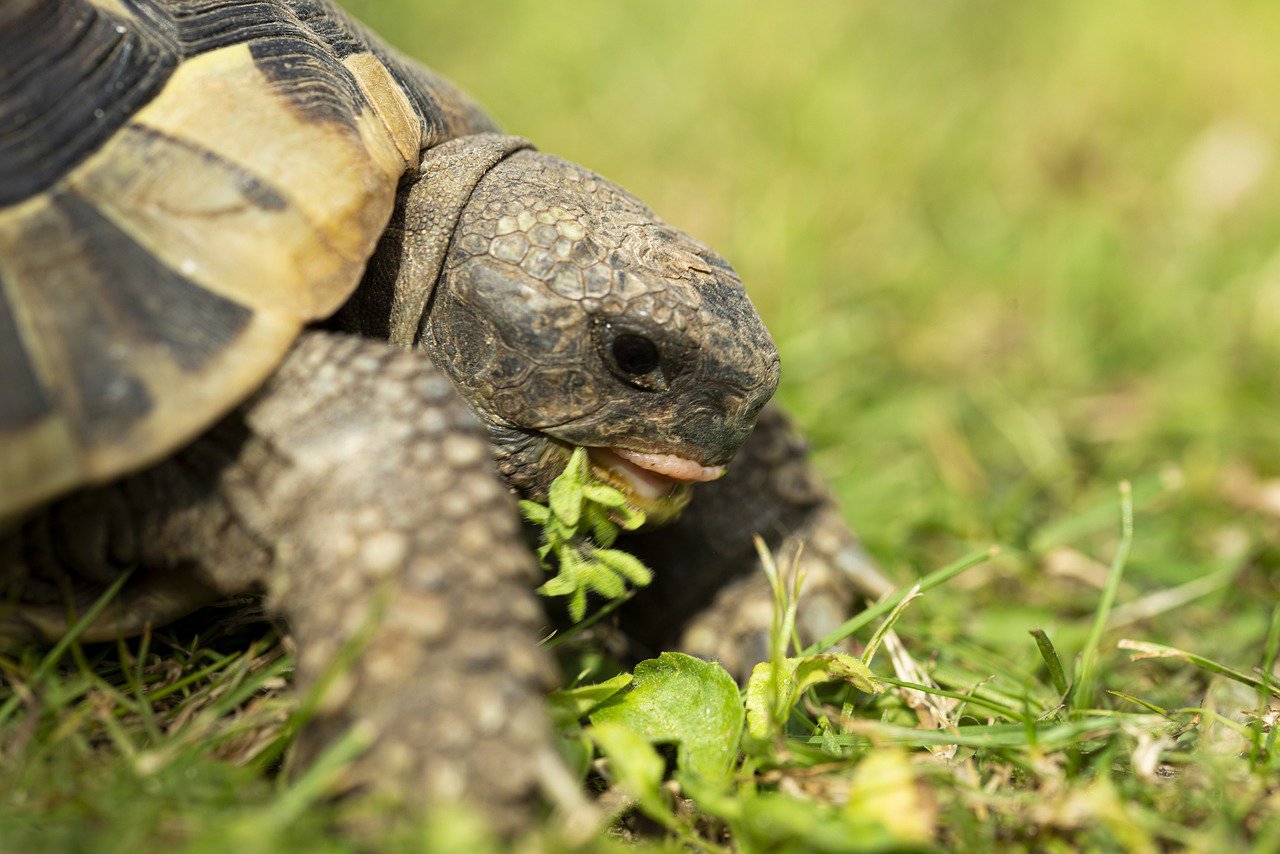 Turtoise eating grass