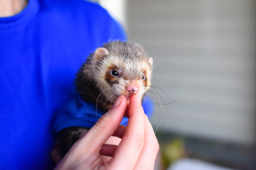 Woman giving treats to a ferret