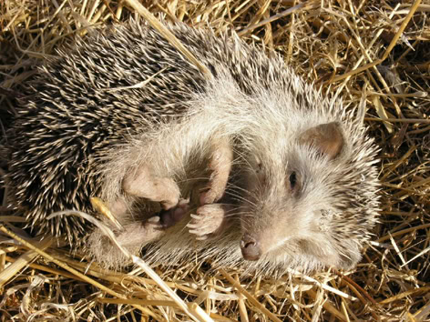 Atelerix_algirus (Algerian hedgehog)