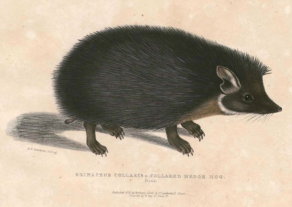 Hemiechinus collaris Hardwicke, Indian Long-Eared Hedgehog illustration