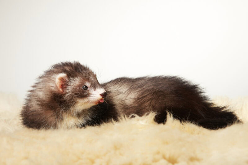 angora-ferret-in-studio