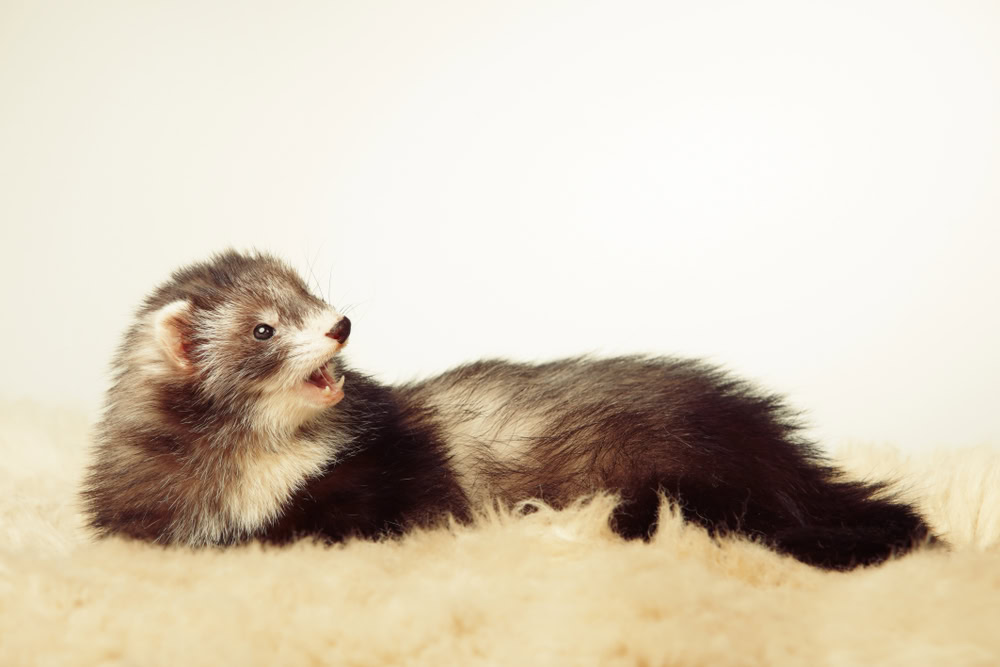 angora-ferret