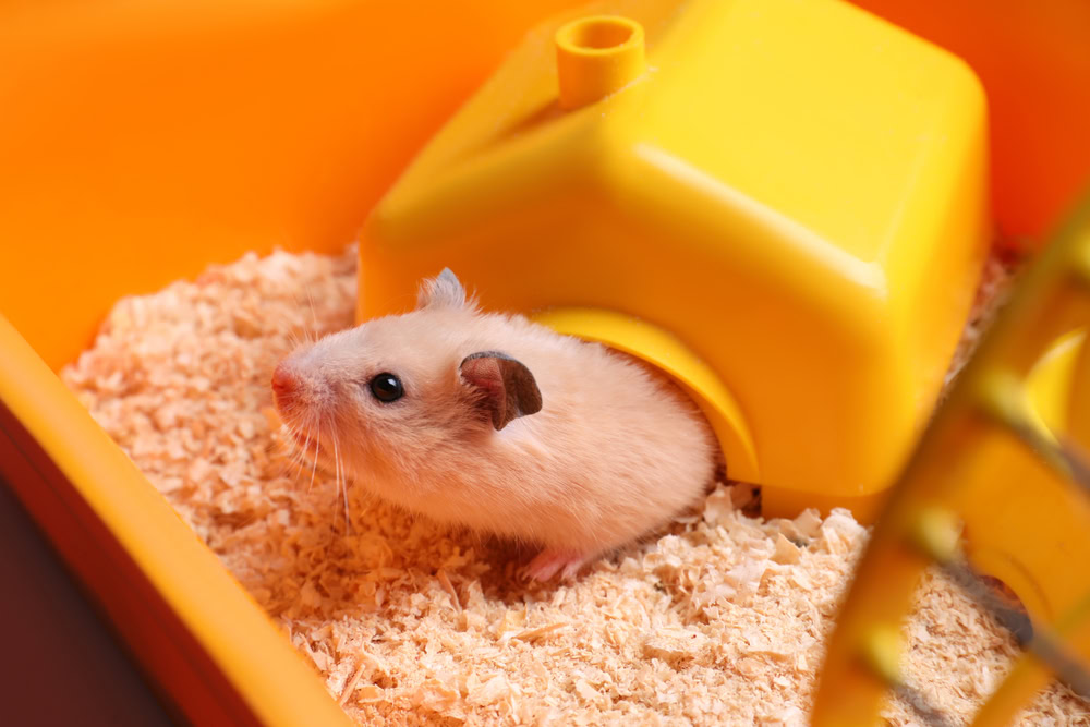 Cute little hamster looking out of house