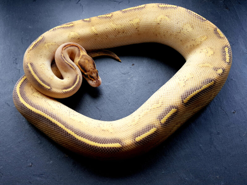 Highway Ball Python Morph Snake
