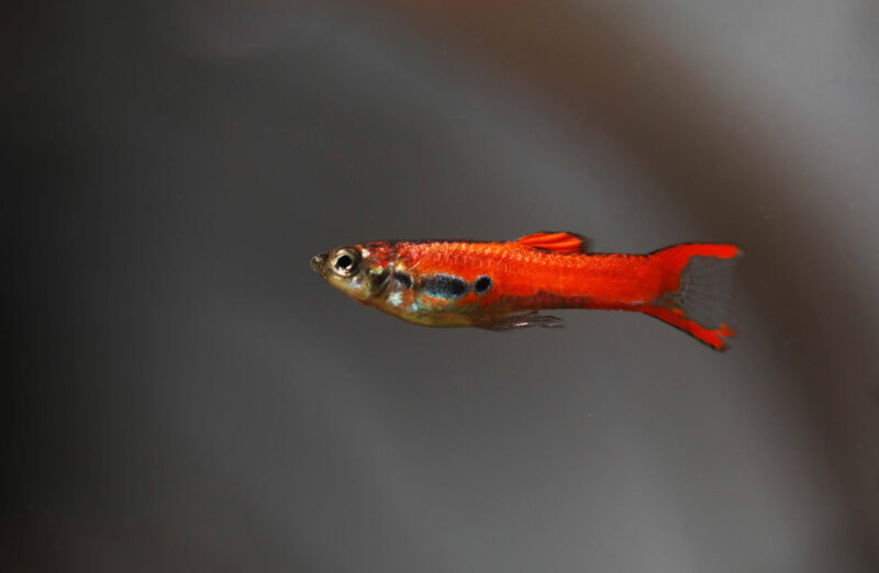 Scarlet Livebearer