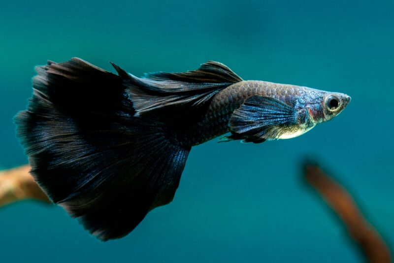 black guppy