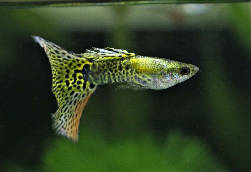 cobra guppy