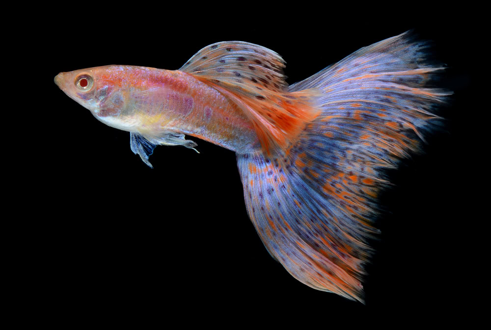 fancy guppy fish