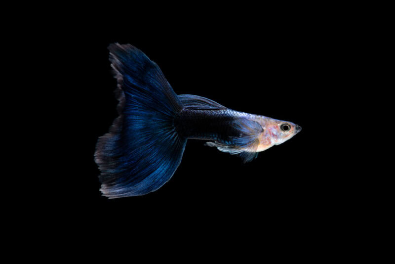 half-black and blue guppy