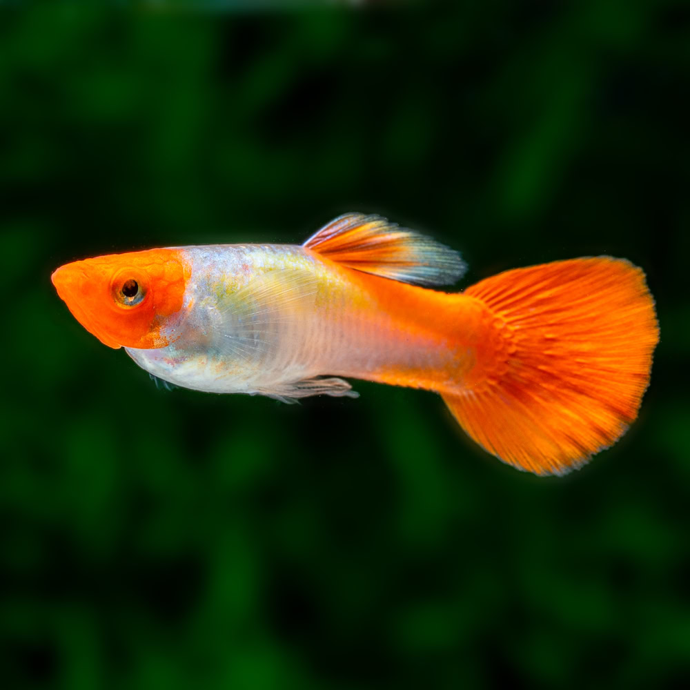 koi guppy fish