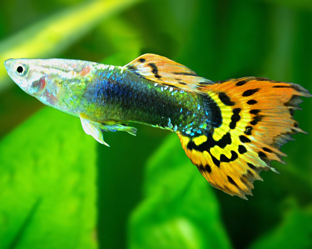 leopard tail guppy fish