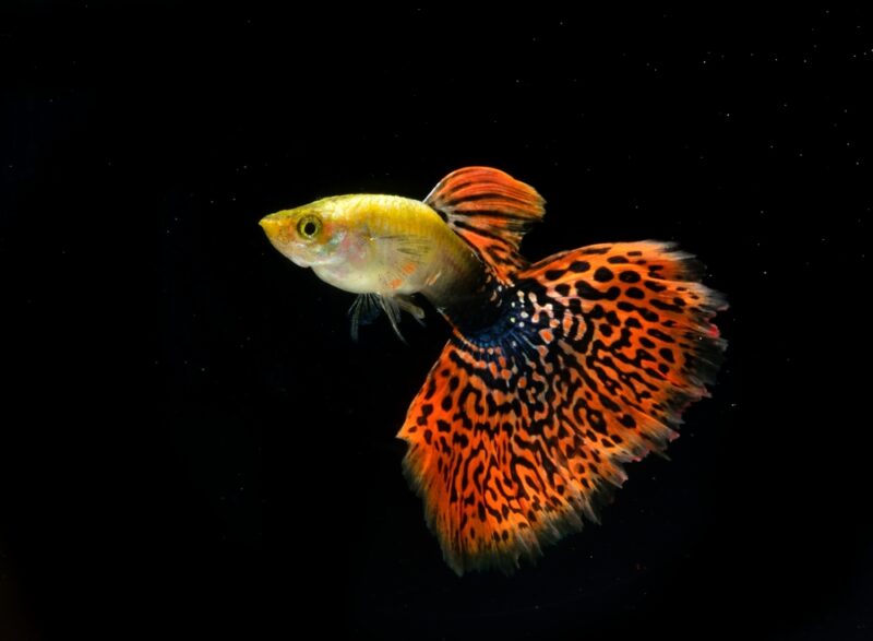 mosaic tail guppy fish