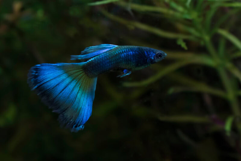 moscow guppy fish