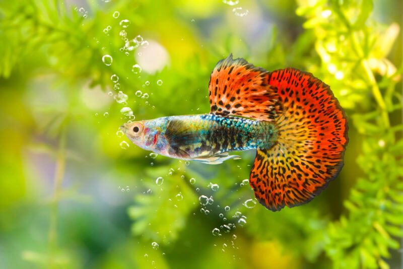 multi color guppy fish