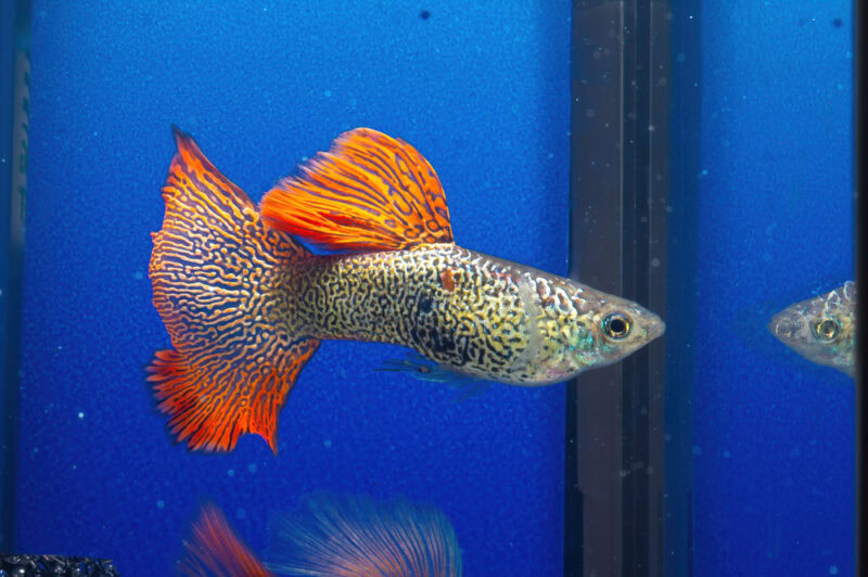 snakeskin guppy