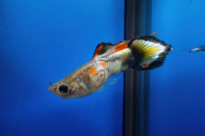 spear tail guppy fish