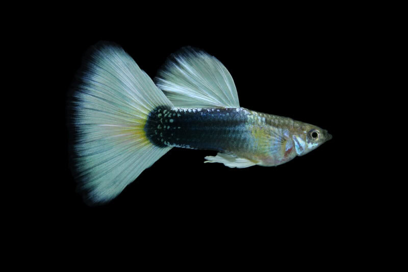 tuxedo guppy