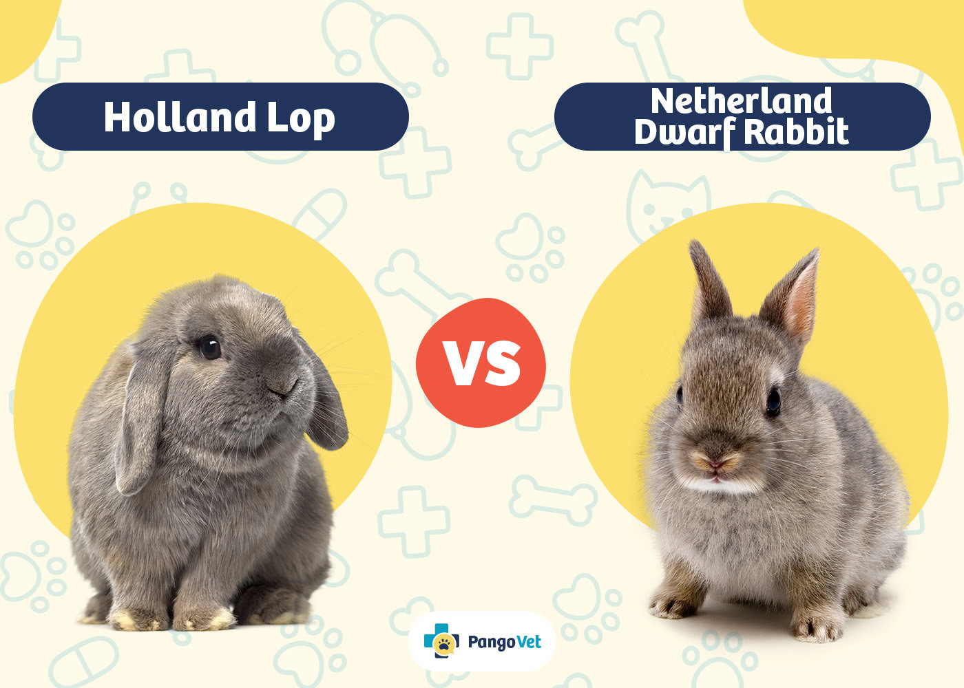 PangoVet_Holland Lop vs Netherland Dwarf rabbit