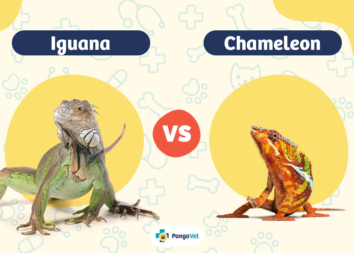 PangoVet_Iguana vs Chameleon
