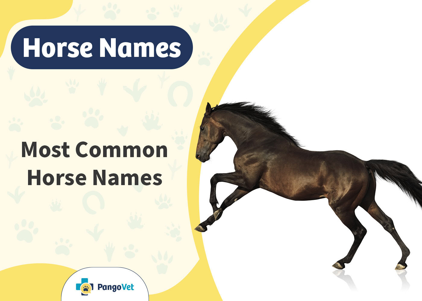PangoVet_Most Common Horse Names
