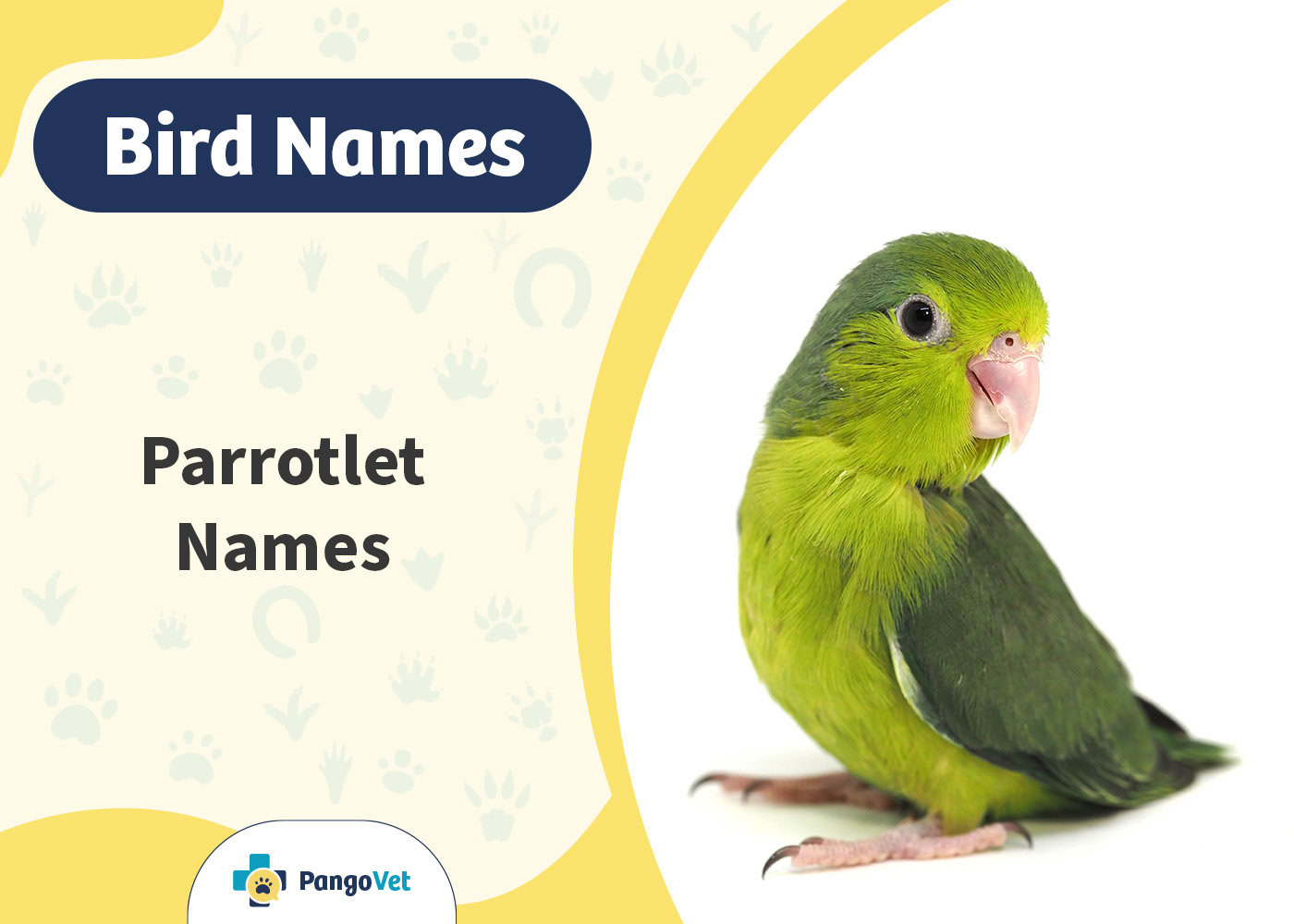 PangoVet_Parrotlet Names