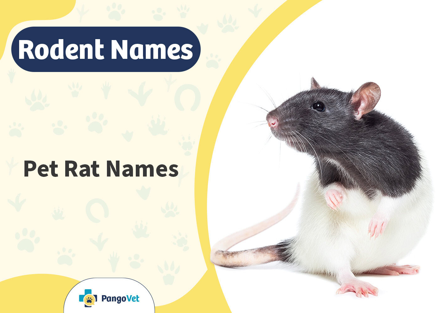 PangoVet_Pet Rat Names