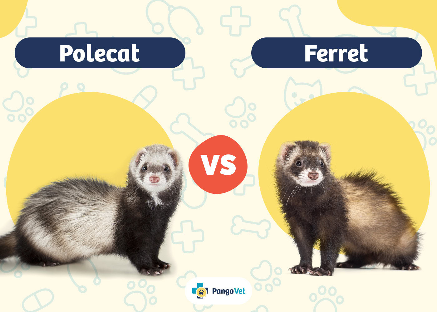 PangoVet_Polecat vs Ferret