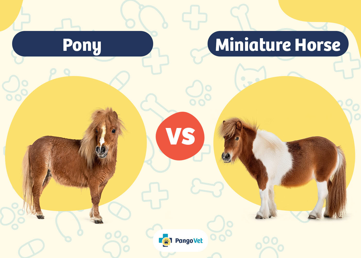 PangoVet_Pony vs Miniature Horse