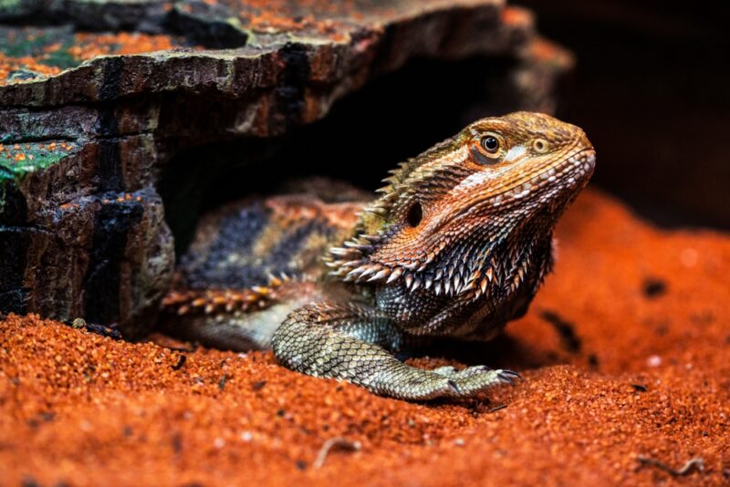 bearded dragon closeup