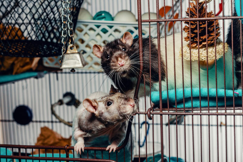 double-rex-cat-with-other-rat-in-a-cage