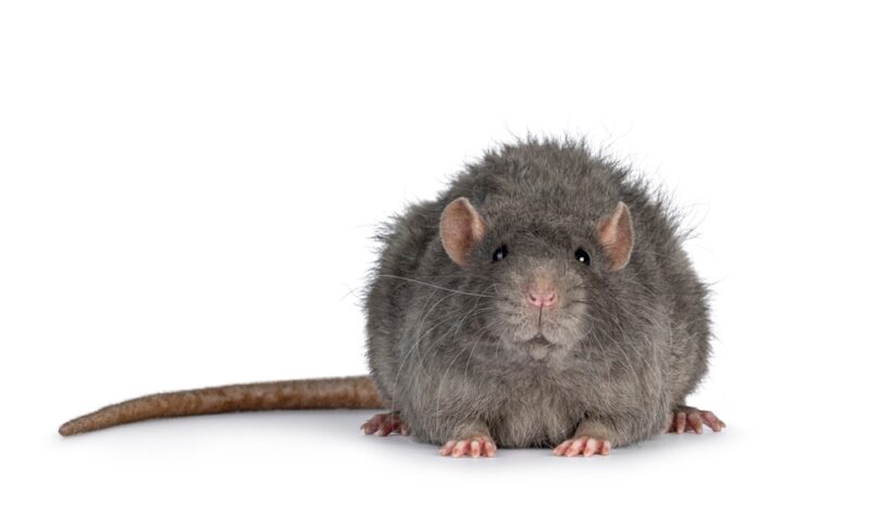 rex-rat-looking-at-the-camera