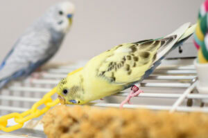 American budgie 