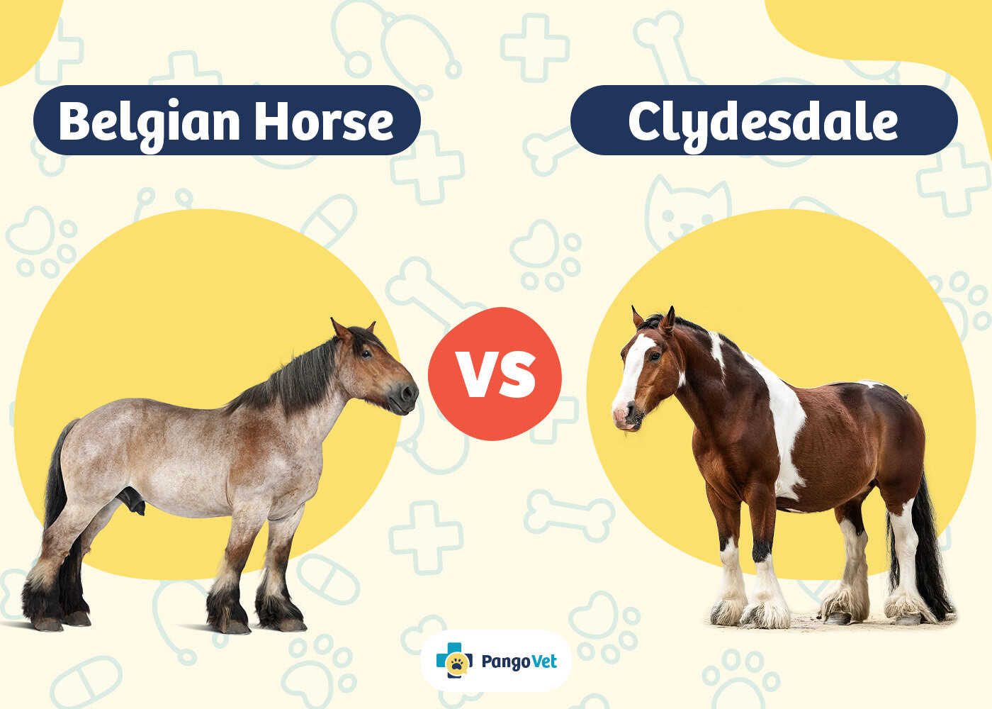 PangoVet_Belgian Horse vs Clydesdale